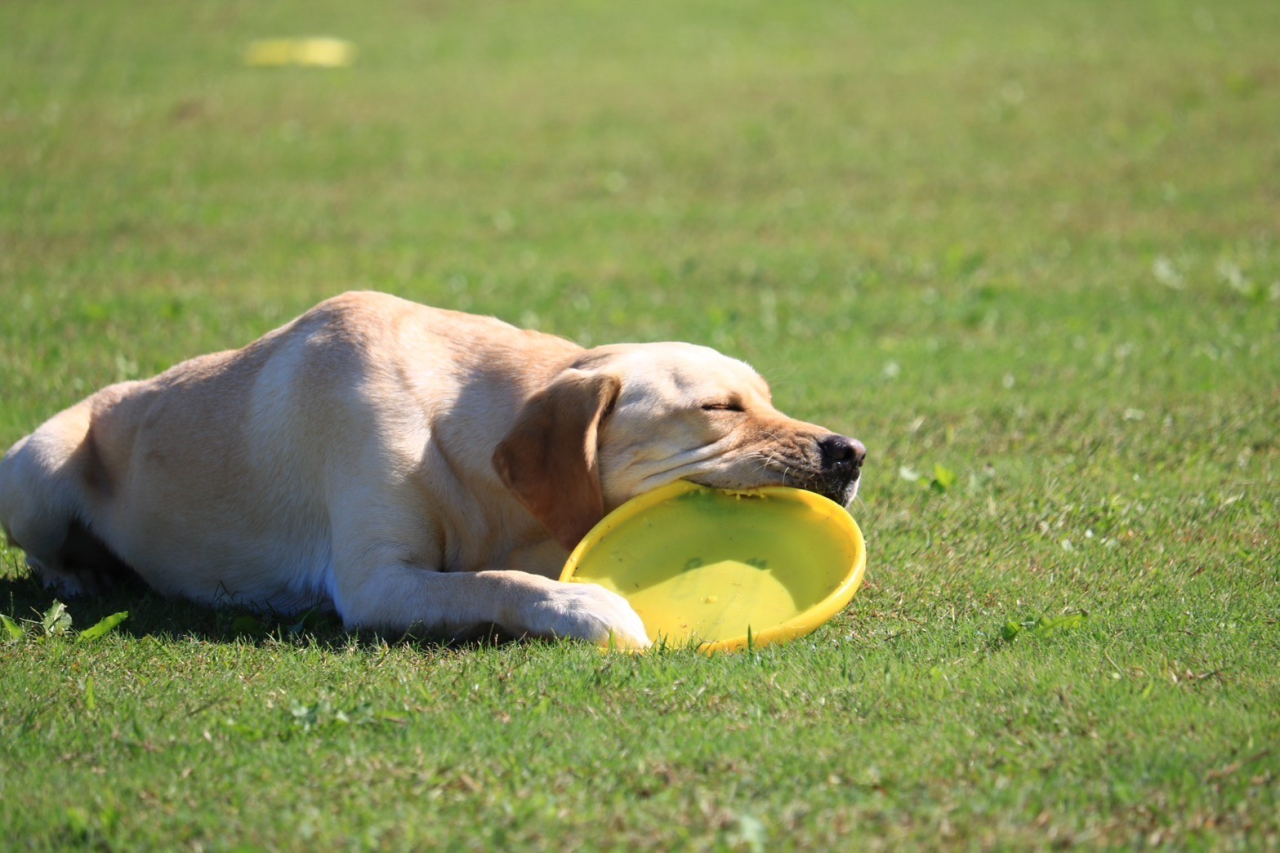 犬に必要な運動量と歴史