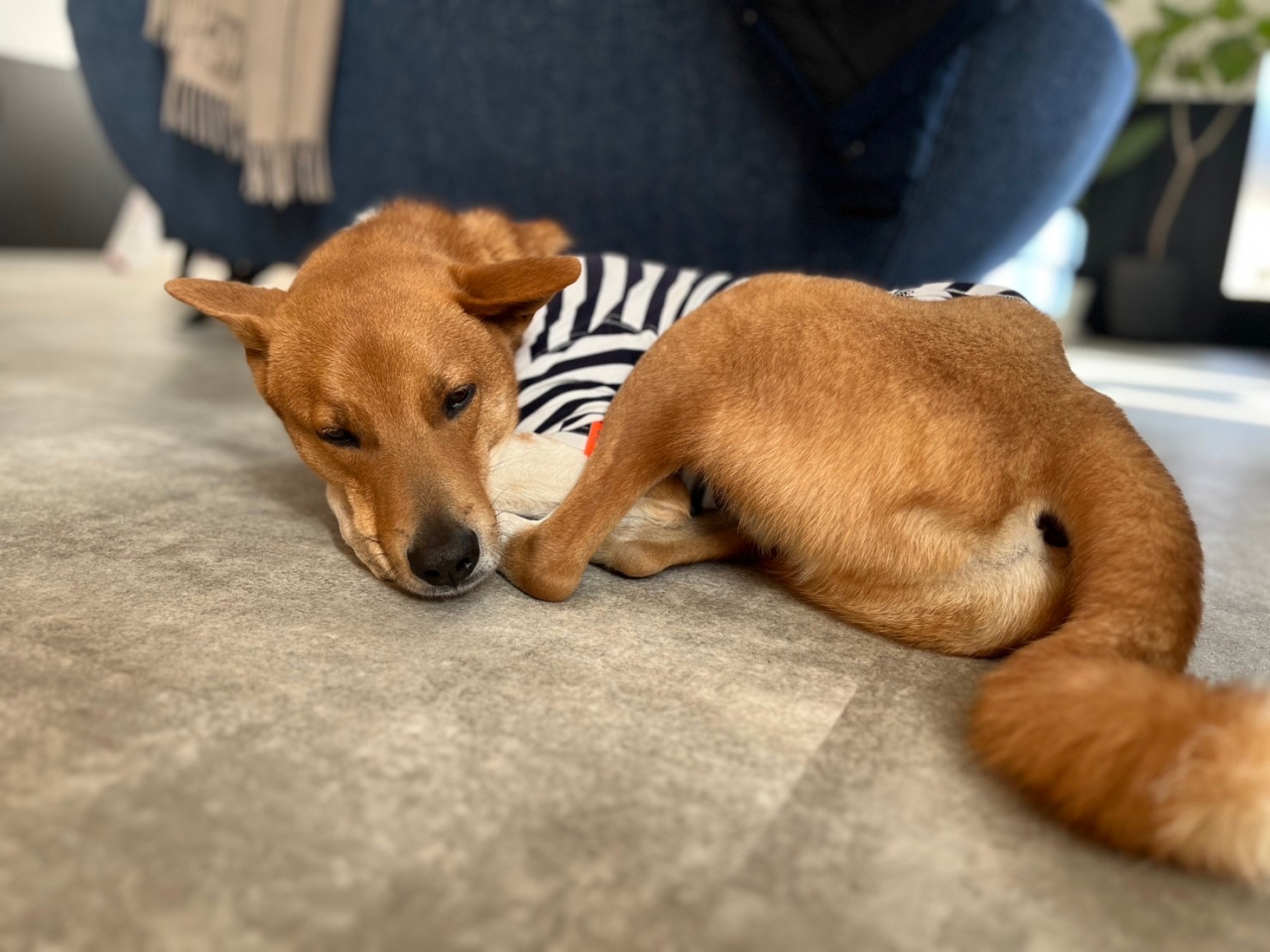 犬のしつけ 休息も大切って知ってた？～質の高い休息がもたらす驚きの効果